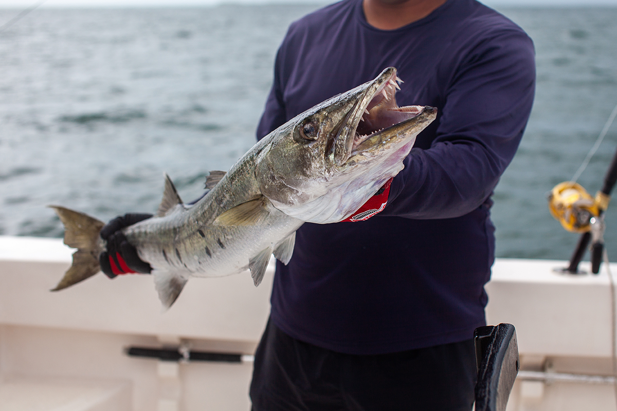 Nice barracuda caught light tackle fishing in the Fort Lauderdale  Intracoastal waterway. Let's go fishing! www.F…