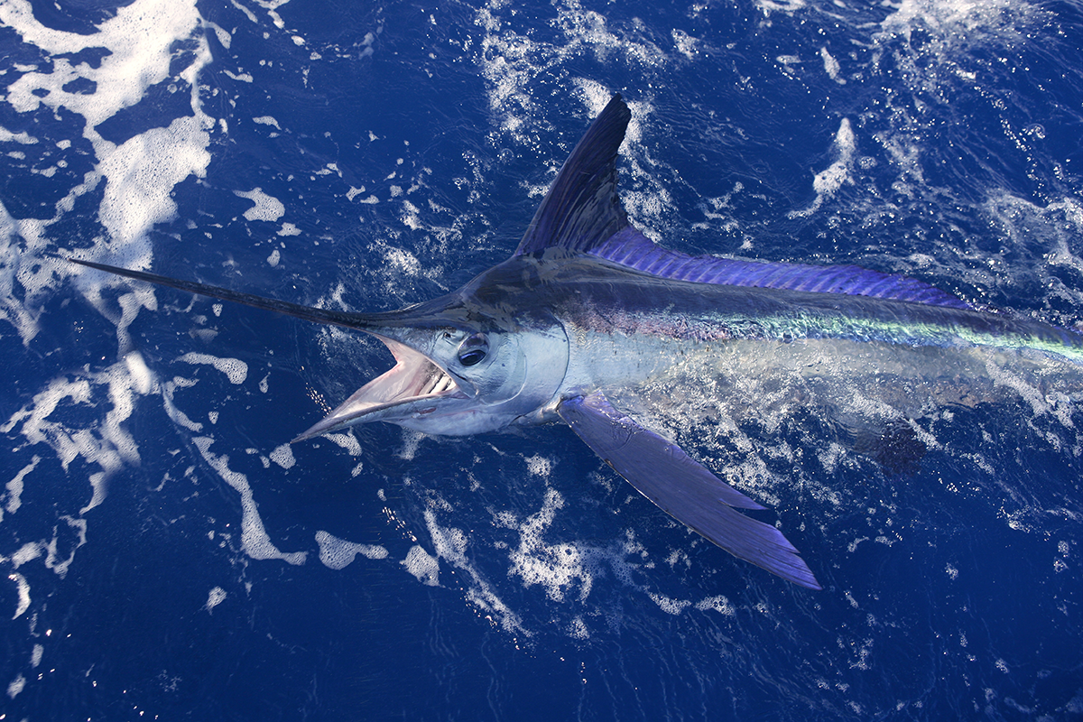 Cape Canaveral Marlin Fishing in September