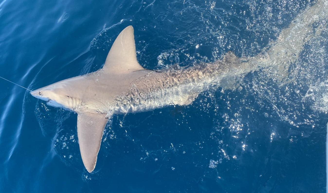 Fish On‼️ #fish #fishing #shark #sharks #newyork #florida #longisland #beach  #surf #boat #waves #nature #ocean #water #jaws #te